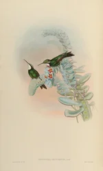 Oreopyra Leucaspis = Lampornis Castaneoventris
